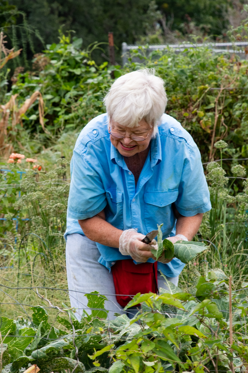 September 21, 2019:  Organizer and driving force of the Church of the Master community garden, Susie Hollman, takes time to work on her own garden.